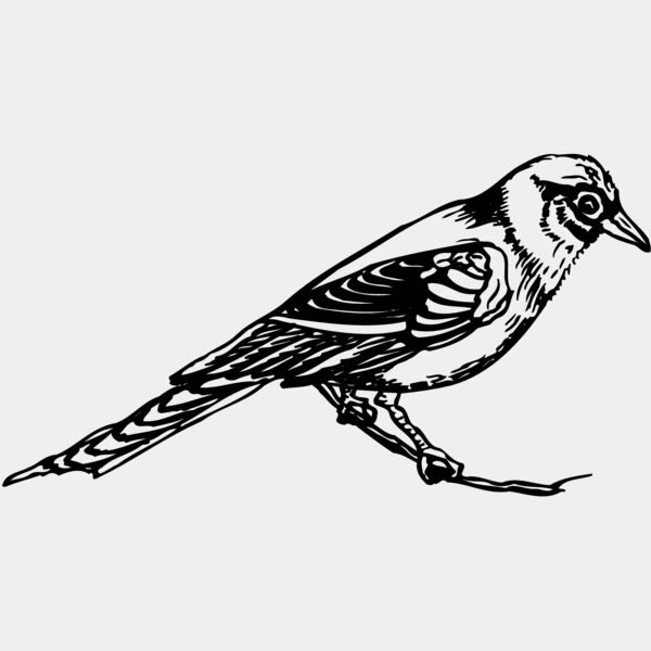 BIRD030 Thumbnail