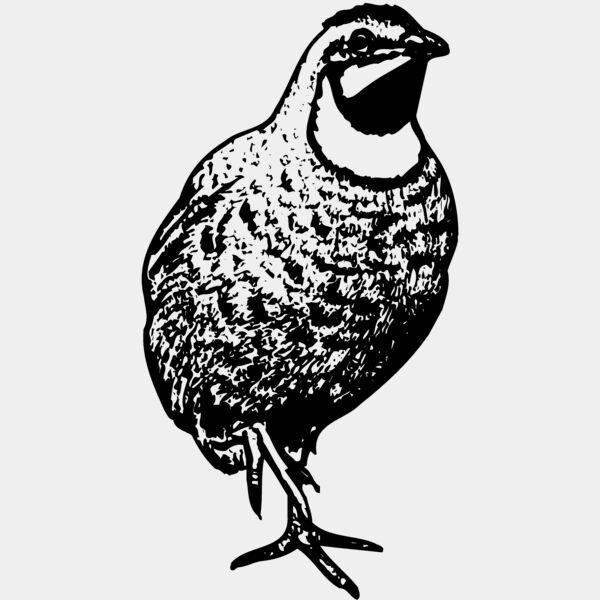 BIRD063 Thumbnail