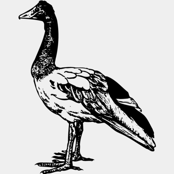 BIRD106 Thumbnail