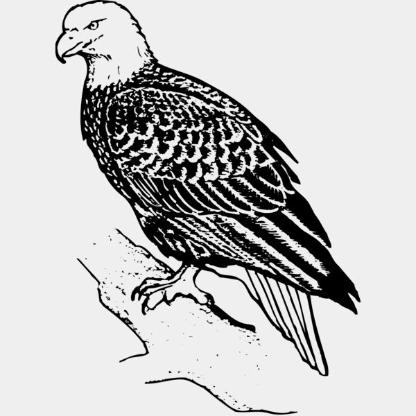 EAGLE021 Thumbnail
